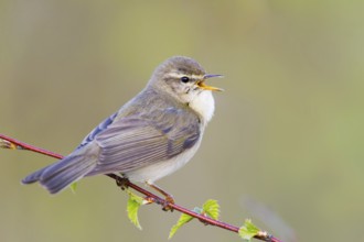 Willow Warbler (Phylloscopus trochilus) singing, Baden-Wuerttemberg, Germany