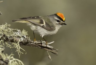 Golden-crowned Kinglet (Regulus satrapa), Michigan, USA
