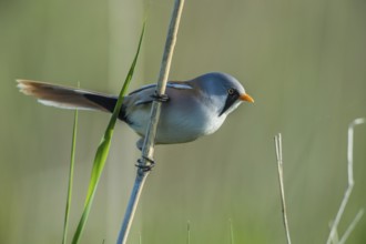 Bearded Reedling (Panurus biarmicus) male, Schleswig-Holstein, Germany