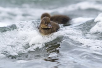Greater Scaup (Aythya marila) juvenile, Iceland