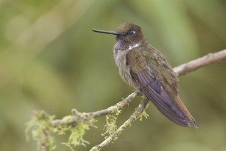 Brown Inca (Coeligena wilsoni), Ecuador