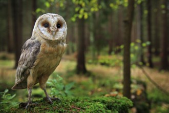 Barn owl, Tyto alba, sitting on the green moss stone in forest at the evening - photo with wide