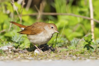 Common Nightingale (Luscinia megarhynchos), Baden-Wuerttemberg, Germany