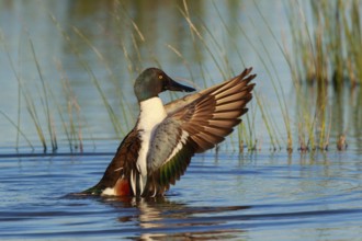 Northern Shoveler (Spatula clypeata) male flapping, Mallorca, Spain