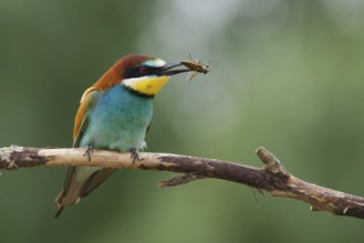 European Bee-eater (Merops apiaster) perched on a branch with an insect in beak, Serbia