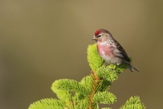 Lesser Redpoll (Acanthis cabaret) male, Vorarlberg, Austria