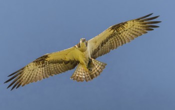 Fischadler (Pandion haliaetus) im Flug mit Beute
