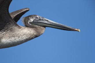 Brown Pelican (Pelecanus occidentalis) juveniles flying, Santa Rosa, Guatemala