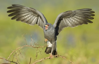 Snail Kite (Rostrhamus sociabilis) flying, Florida, USA