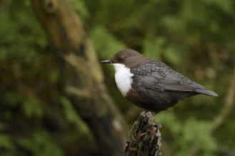 White-throated Dipper (Cinclus cinclus), North Rhine-Westphalia, Germany