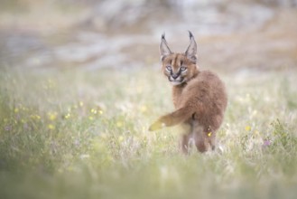Caracal (Caracal caracal) cub in blooming meadow, Castile-La Mancha, Spain