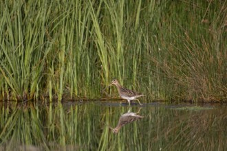 Common Snipe (Gallinago gallinago) foraging, Saxony, Germany