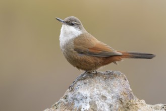 Crag Chilia (Ochetorhynchus melanurus) perched on a rock, Metropolitana, Chile