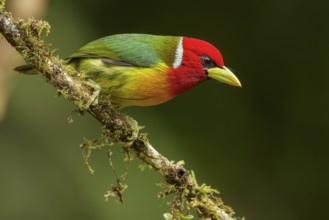 Red-headed Barbet (Eubucco bourcierii) perched on a branch in the Andes mountains of Colombia