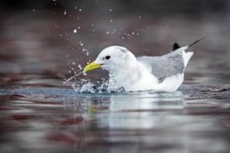 Black-legged Kittiwake (Rissa tridactyla), Norway