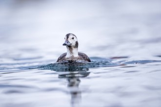 Long-tailed Duck (Clangula hyemalis) female, Norway