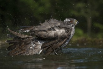 Northern Goshawk (Accipiter gentilis) bathing at a waterhole, Subotica, Serbia