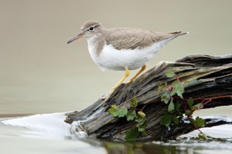 Spotted Sandpiper (Actitis macularius), Texas, USA