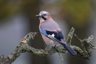 Eurasian Jay (Garrulus glandarius) perched on a branch, Saxony-Anhalt, Germany