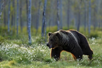Brown bear walking in forest, morning light. Dangerous animal in nature taiga and meadow habitat.