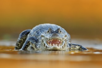 Yacare Caiman, crocodile with open muzzle with big teeth, Pantanal, Brazil. Detail portrait of