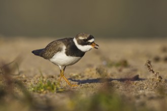 Common Ringed Plover (Charadrius hiaticula) foraging, North Rhine-Westphalia, Germany
