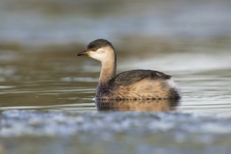 Australasian Grebe (Tachybaptus novaehollandiae), Victoria, Australia