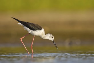 Black-winged Stilt (Himantopus himantopus) female foraging, North Rhine-Westphalia, Germany