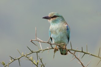 European Roller (Coracias garrulus) perched on a thorny branch, Serengeti, Tanzania