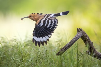 Eurasian Hoopoe (Upupa epops) flying with food in beak, Saxony-Anhalt, Germany