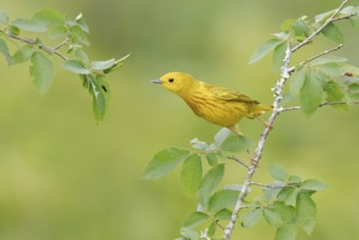American Yellow Warbler (Setophaga aestiva) perched on a branch, Texas, USA