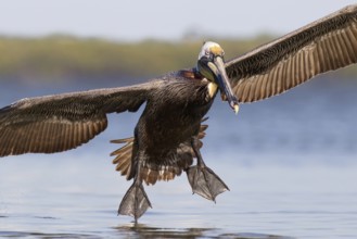 Brown Pelican (Pelecanus occidentalis) flying, Florida, USA