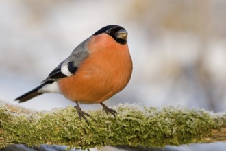 Eurasian Bullfinch (Pyrrhula pyrrhula) male, Saxony-Anhalt, Germany