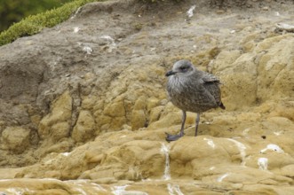 Kelp Gull (Larus dominicanus), New Zealand
