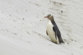 Yellow-eyed Penguin (Megadyptes antipodes), New Zealand
