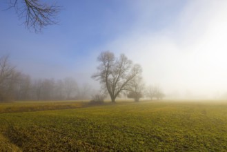 Foggy Agriculture Field with Bare Tree and Sunlight in Locarno, Ticino, Switzerland