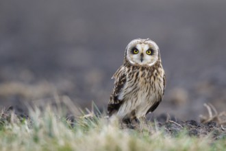 Short-eared Owl (Asio flammeus), Netherlands