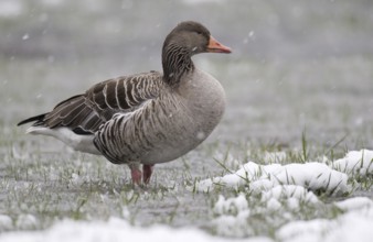 Greylag Goose (Anser anser), Lower Saxony, Germany