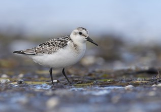 Sanderling (Calidris alba) foraging, Mecklenburg-Western Pomerania, Germany