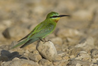 Blue-cheeked Bee-eater (Merops persicus), Oman