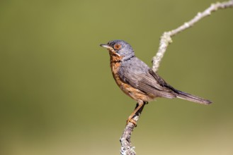 Subalpine Warbler (Sylvia cantillans) male, Castile and Leon, Spain