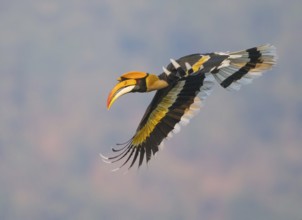 Great Hornbill (Buceros bicornis) male flying, West Bengal, India