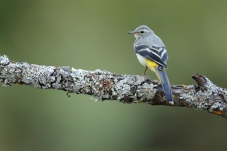 Grey Wagtail (Motacilla cinerea) juvenile perched on lichen branch, Andalusia, Spain