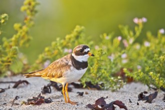 Common Ringed Plover (Charadrius hiaticula), Schleswig-Holstein, Germany