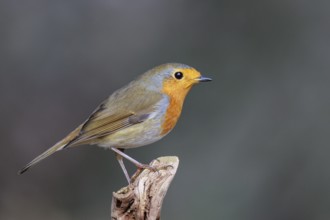 European Robin (Erithacus rubecula), North Rhine-Westphalia, Germany