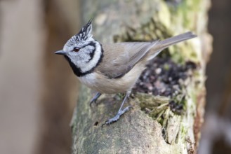 European Crested Tit (Lophophanes cristatus), Saxony-Anhalt, Germany
