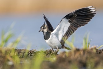 Northern Lapwing (Vanellus vanellus) stretching its wings, Saxony-Anhalt, Germany