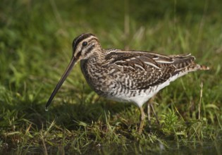 Common Snipe (Gallinago gallinago), Schleswig-Holstein, Germany