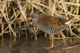 Water Rail (Rallus aquaticus), Utrecht, Netherlands
