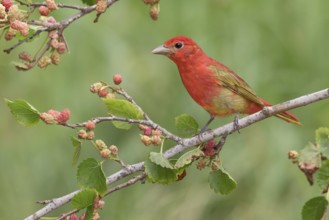 Summer Tanager (Piranga rubra) male perched on a branch with red berries, Texas, USA